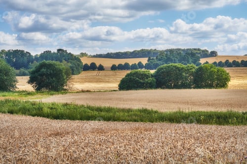 Preview: Countryside, trees and farm with landscape, natural and sustainability with blue sky. Empty, outdoo