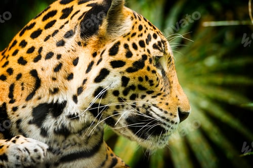 Preview: Jaguar Cat Profile