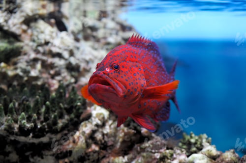 Preview: Red groper (Cephalopholis miniata)