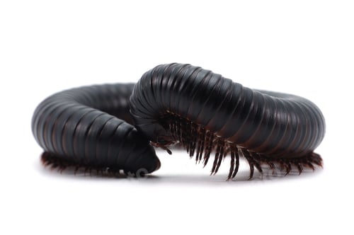 Preview: centipede millipede isolated on white background