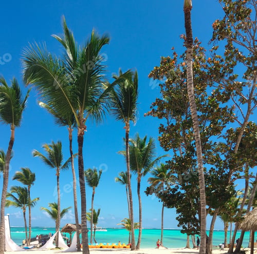 Preview: Tropical beach scene with tall palm trees and turquoise water