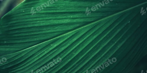 Preview: green leaf of tropical forest plant living in nature garden, exotic jungle foliage