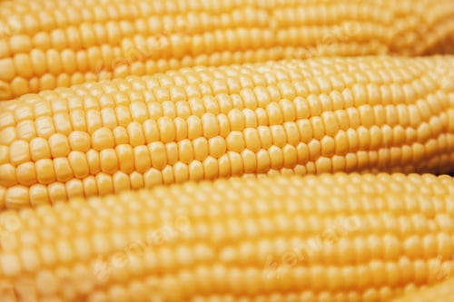 Preview: Yellow fresh corn background for harvest season, maize cobs