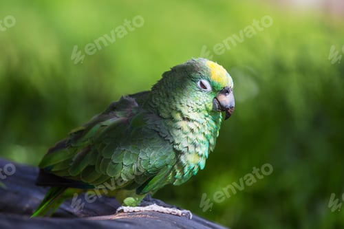 Preview: Parrot