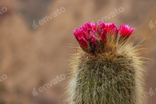 Preview: Blooming Cactus Flower in the Desert Landscape