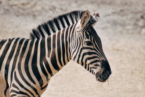 Preview: Zebra
