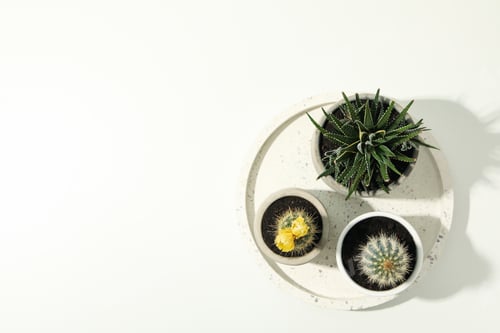 Preview: Marble tray with succulent plants on white background. Houseplants