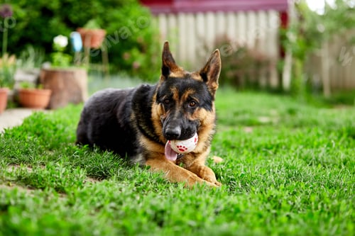 Preview: German shepherd lying on the grass in the park.