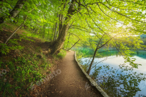 Preview: Path in beautiful forest near the lake at sunset in spring