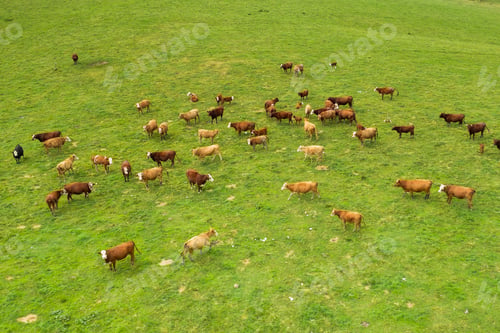 Preview: Top view on the brown cows in in a bright green grassy field