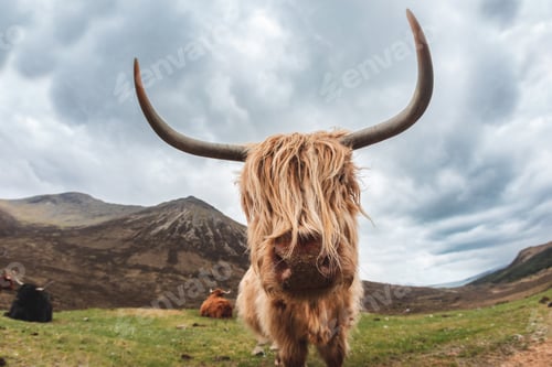 Preview: Highland cattle portrait on a moody day in Scotland