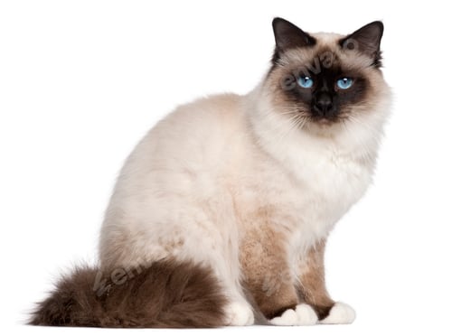 Preview: Birman cat, 1 year old, sitting in front of white background