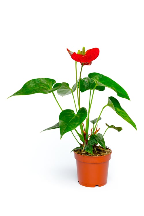 Preview: Potted house plant isolated in white background