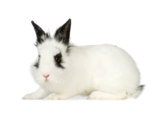 Preview: Rabbit