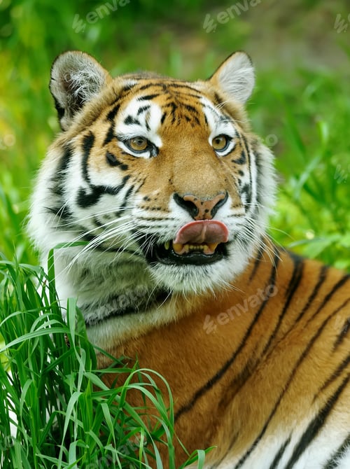 Preview: Tiger