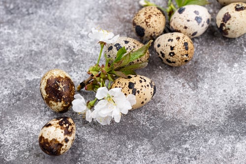 Preview: Easter concept. Quail eggs and spring flower