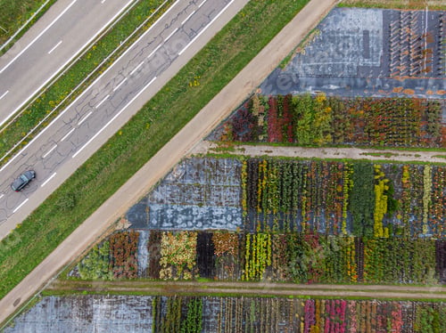 Preview: Aerial view of a tree nursery with yellow, red and red green plants, arranged in a row, autumn