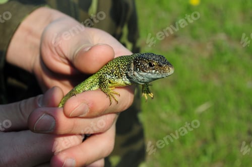 Preview: Close-up head and paws of green wild lizard in human hands