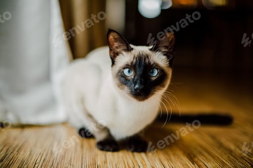 Preview: animal