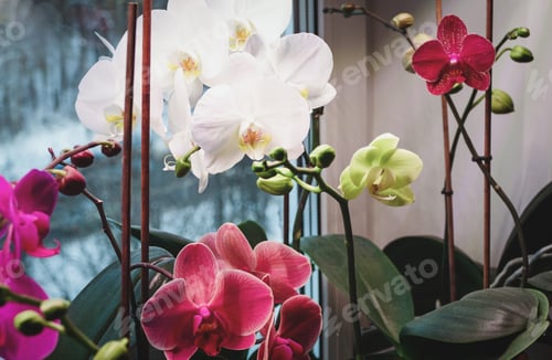 Preview: Phalaenopsis orchids blooming indoors, growing moth orchids as houseplants, plants care in winter