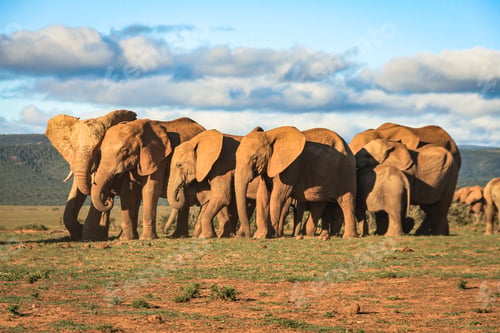 Preview: Herd of elephants at Addo park in south africa