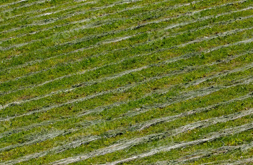 Preview: rows of grass mowed in the field