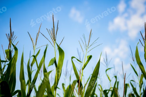 Preview: Low angle shot of cornfield with a blurred blue sky in the background