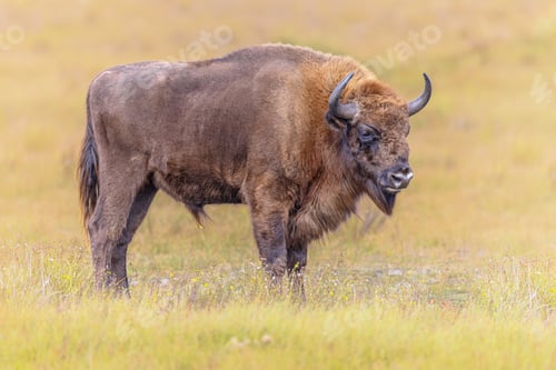 Preview: Wisent or European bison one animal