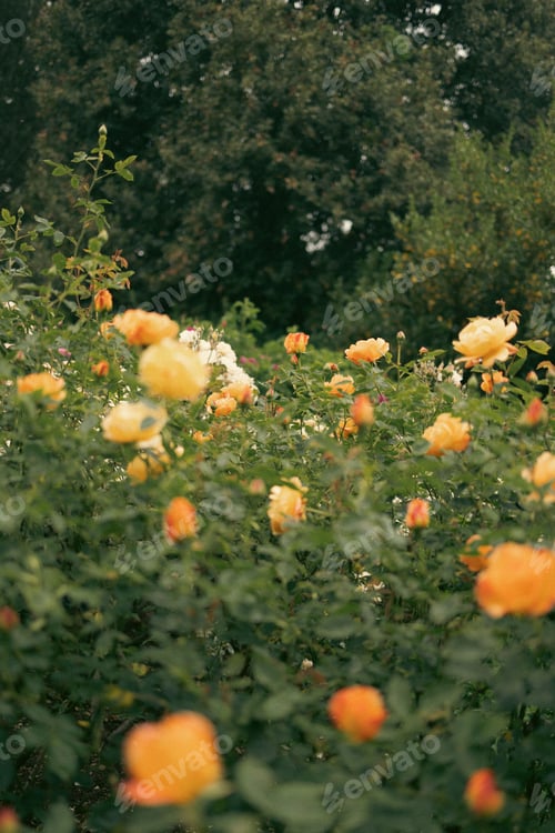 Preview: Vibrant garden filled with blooming orange roses and lush green foliage