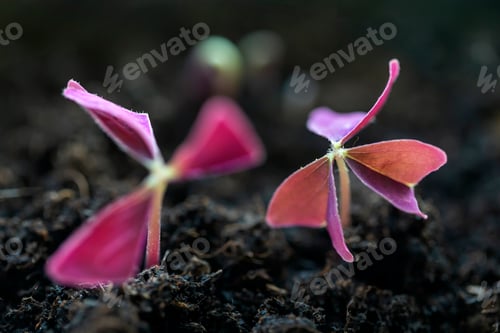 Preview: Purple shamrock seedlings in a pot, closeup macro