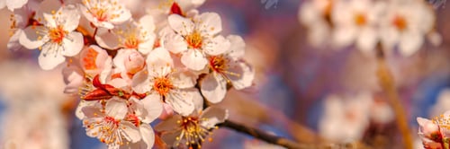 Preview: Close up of pink spring tree blossom. Web banner.