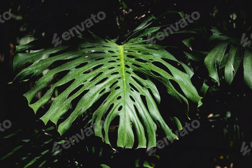 Preview: Full frame monstera palm foliage background