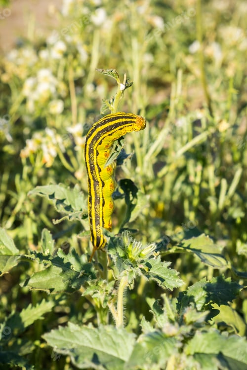 Preview: White-lined Sphinx moth (Hyles lineata) caterpillars