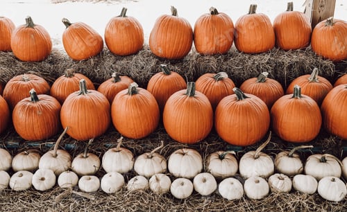 Preview: Orange and white pumpkins at a patch