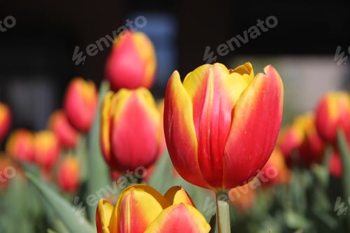Preview: Vibrant tulip field in full bloom, a colorful spring landscape under the bright daylight