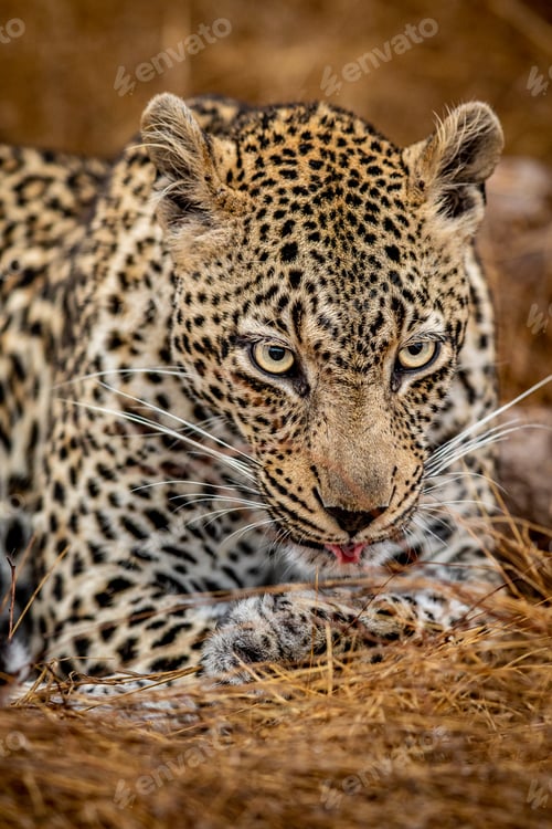 Preview: Close up of a female Leopard in the Kruger.