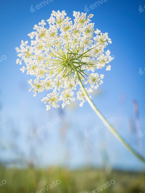 Preview: A flowerhead, floral spike with white flowers, against a blue sky
