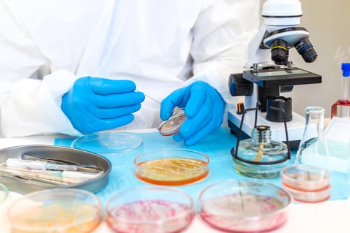 Preview: Examine bacteria in petri dishes in the laboratory. Selective focus.