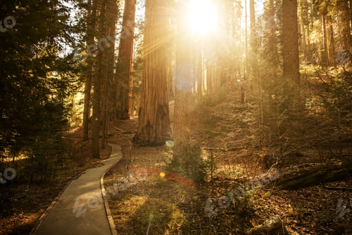 Preview: Sunny Forest Trail