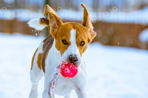 Preview: Happy beagle dog run with a ball on the snow
