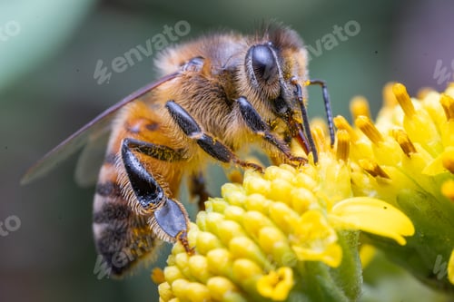 Preview: European honeybee (Apis mellifera) pollinating a yellow flower