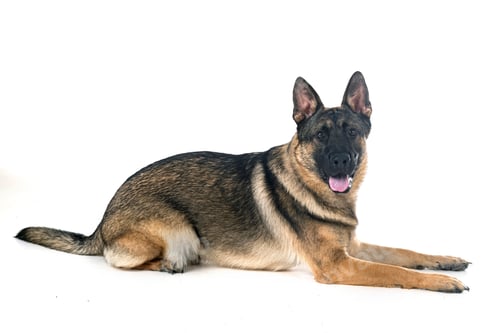 Preview: young german shepherd