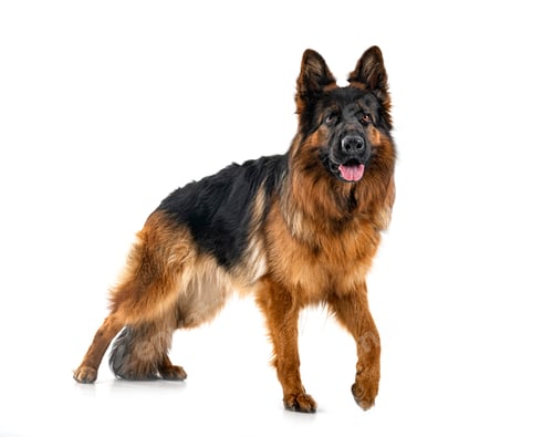 Preview: young german shepherd