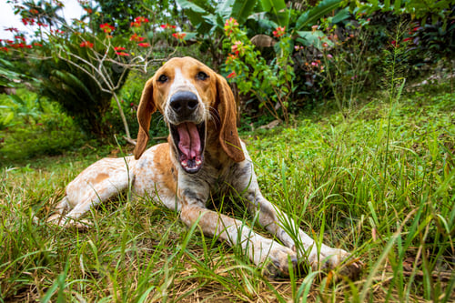 Preview: Cute American English Coonhound lying and opening his mouth on grass garden
