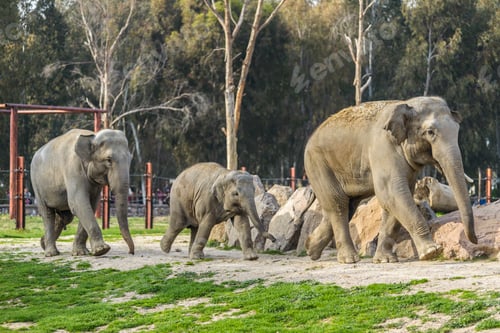 Preview: Elephant Family