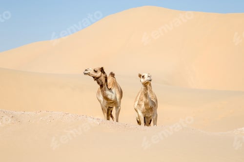 Preview: Camels in the desert in Abu Dhabi
