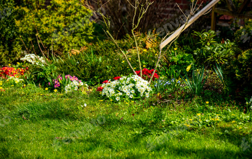 Preview: Beautiful flowers in a village garden in spring time