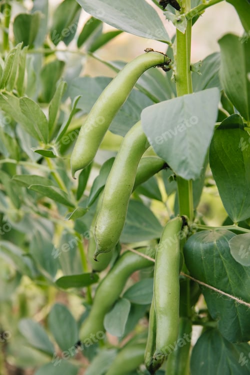 Preview: Broad bean pods closeup growing on a plant in a vegetable allotment