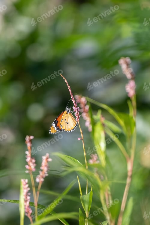 Preview: Beautiful Plain tiger butterfly wing side view, butterfly drinking nectar from small wildflowers.