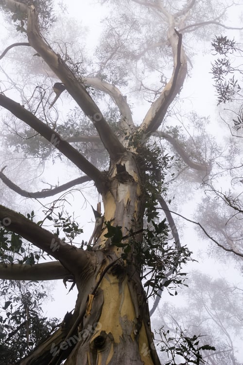 Preview: Foggy eucalyptus forest, San Pedro Valley County Park, San Francisco bay area, California